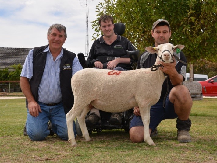 Top priced ewe at $1000 at the Bundara Downs White Suffolk mated stud ewe sale