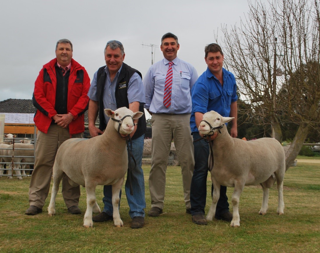 These two White Suffolk rams sold for the equal top price of $2000 at the Bundara Downs ram sale, both going to Manton Farming, Yealering, WA. Pictured with them are Brenton Hendriks, Elders Bordertown, Steve Funke, Laryn Gogel, SAL Naracoorte and Greg Funke.