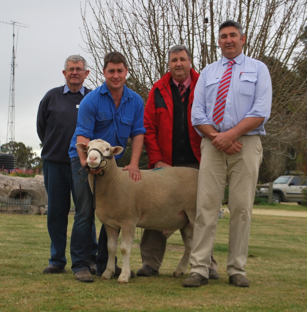 This White Suffolk ram sold for $1700 at the Bundara Downs ram sale with proceeds donated by the Funke family to the Royal Flying Doctor Service. Pictured are Rex Staude representing RFDS, Greg Funke, Brenton Hendriks (Elders) and Laryn Gogel (SAL).
