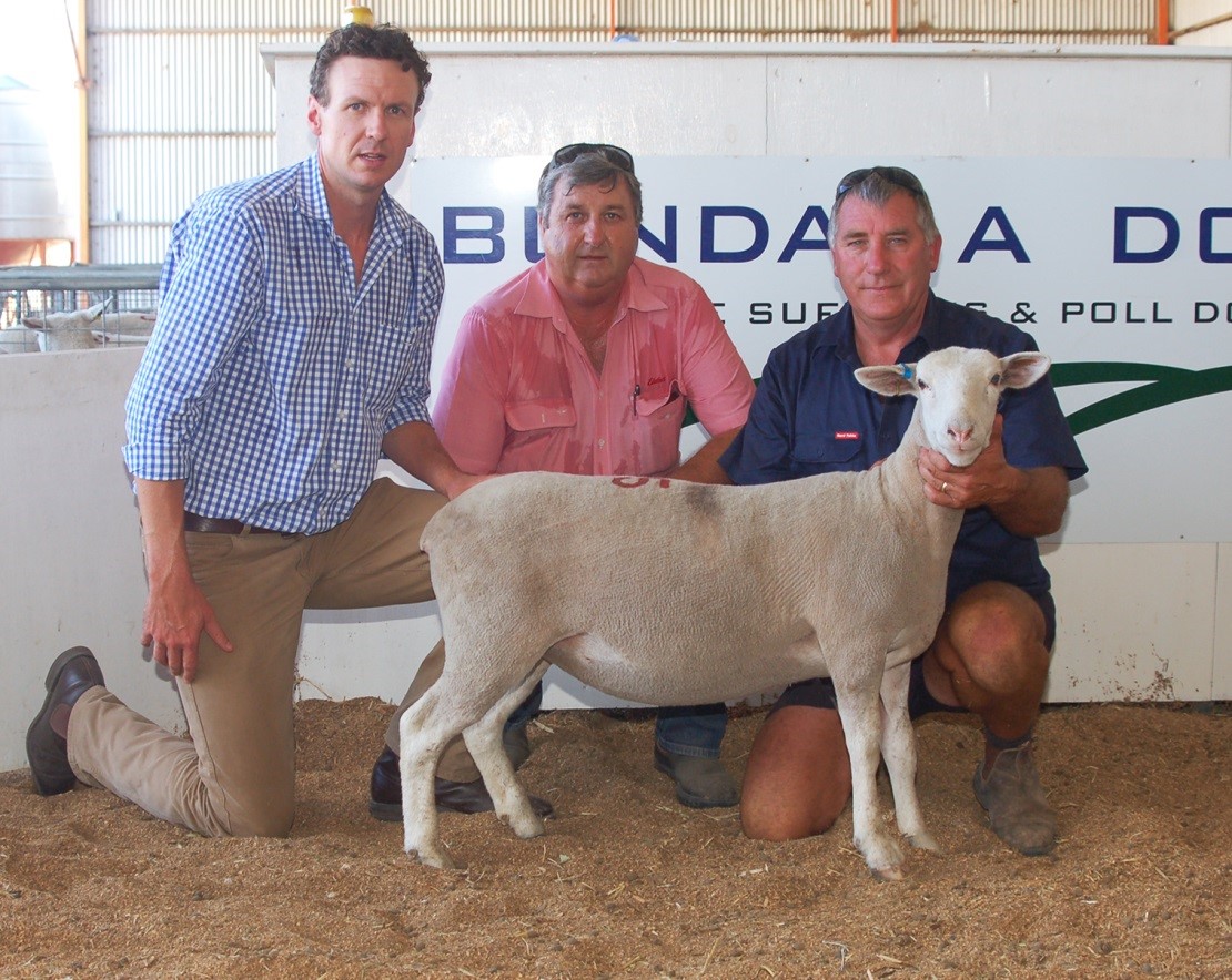 Pictured with the $1650 ewe lamb, the top priced ewe at the Bundara Downs 3rd biennial mated White Suffolk ewe sale, are purchaser Troy Fischer, Ashmore stud, Wasleys, Elders Bordertown manager Brenton Henriks and Bundara Downs senior co-principal Steve Funke.