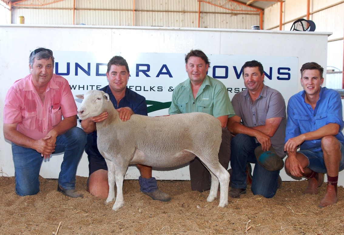Western Australian White Suffolk studs contributed very strongly at the Bundara Downs mated ewe sale with eight purchasing a combined 58 ewes. Fifty of those were through Landmark’s WA livestock officer Roy Addis (centre), supported by Greg Hyde, Ongerup and Roy’s son, Brenton Addis (right). On Roy’s left are Elders Bordertown manager Brenton Henriks and Greg Funke, Bundara Downs holding the $1500 highest priced ewe going to WA.