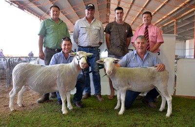 The 2 highest priced ewes at $2000 & $2100 and held by Greg & Steve Funke were purchased by Brenton Addis, Gnowangerup, WA & Helen Morgan, Katandra, via Shepparton, Vic. With them are Roy Addis, Landmark stud stock, Katanning, WA, Collyn Garnett, Gnowangerup, WA, Josh Medlen, Williams, WA & Tony Wetherall, Elders auctioneer. These WA buyers collectively purchased 59 of the 63 ewes to go to WA from this sale.
