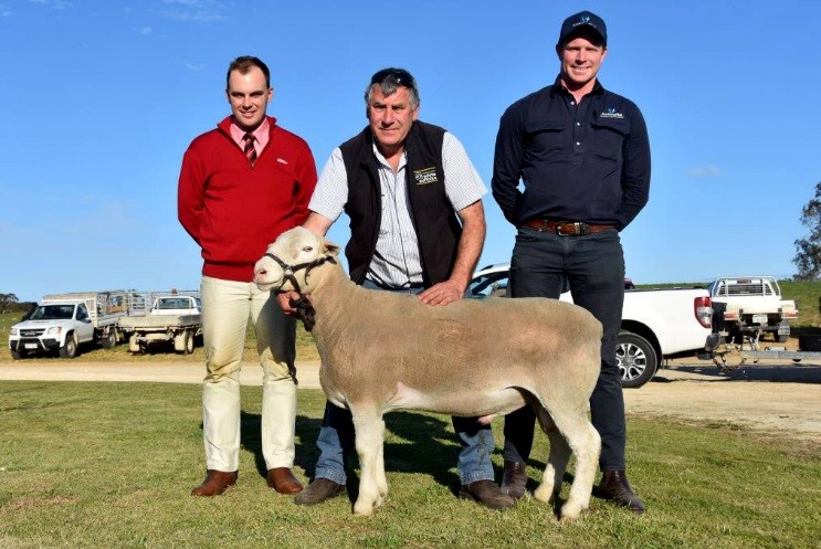 Elders Bordertown's Wade Broadstock, Bundara Downs' Steve Funke and Auctions Plus market operator, commercial operations Hamish Cooke with the $5700 top priced White Suffolk ram purchased via Auctions Plus by the Gray Glen stud, Goolagong, NSW at lot 89.