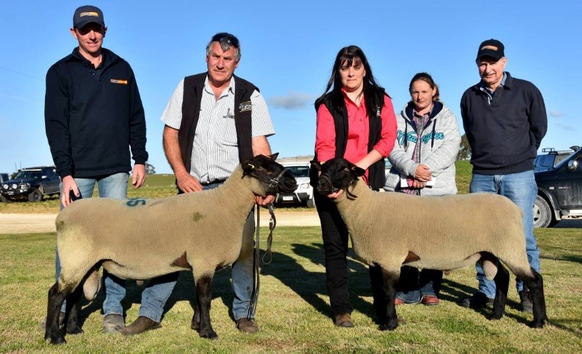 Platinum Livestock's Simon Rosenzweig and clients Sam and Brian Stopp, Stopp Family Trust, Keith, bought both these two Suffolk rams for the equal sale top of $1000 for Suffolk rams. They are being held by Suzanne and Steve Funke.