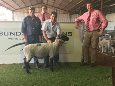 Pictured with the $1800 top priced Suffolk ewe held by Greg Funke, are purchaser Peter Button, Ramsay Park stud, Minlaton and Elders stud stock auctioneers, Tony Wetherall (back) & Laryn Gogel.
