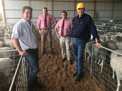 The largest volume White Suffolk ewe buyers with 28 ewes were Ian and Kathy Ross. Ian Ross (right) is with Bundara Downs co-principal, Greg Funke and Elders stud stock auctioneers, Laryn Gogel & Tony Wetherall.