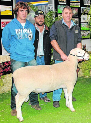 Bundara White Suffolk Ram Makes $14,000