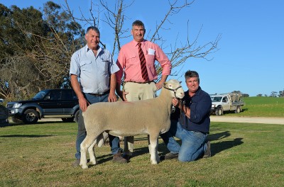 Collyn Garnett (right) Curlew Creek stud, Gnowangerup, WA holds the $10,200 top priced Poll Dorset ram he purchased at the Bundara Downs ram sale and is with Steve Funke and Elders auctioneer Laryn Gogel.