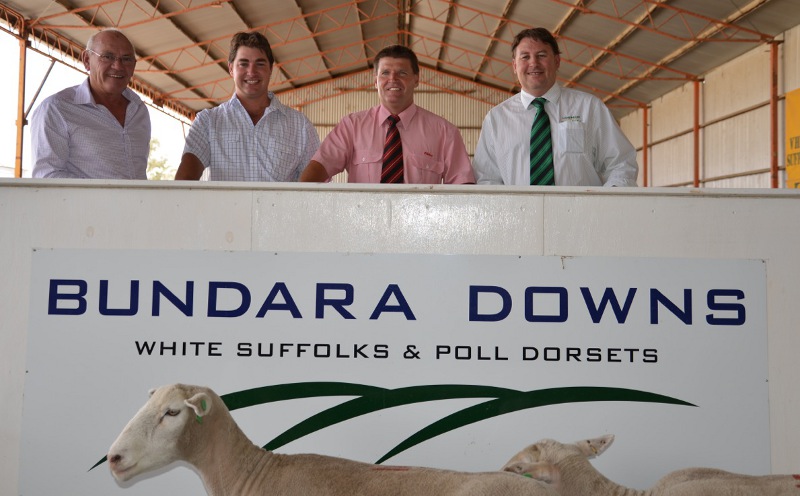 Ewes to $1,000 at Bundara Downs Sale