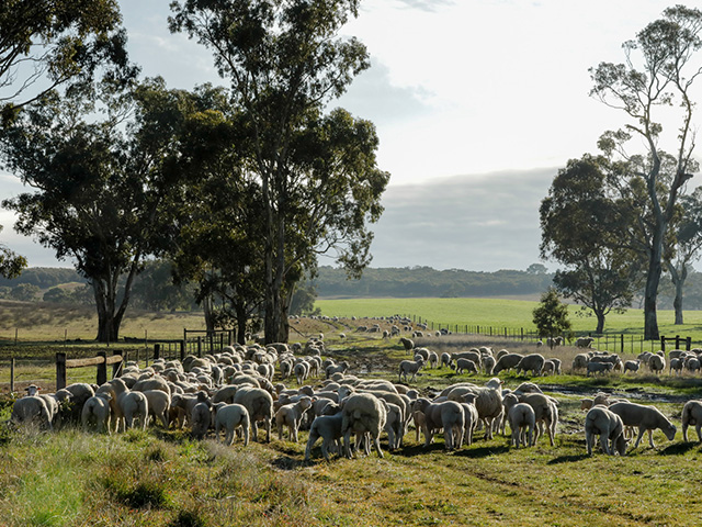 Welcome to Bundara Downs